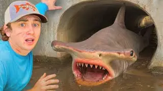 I Caught a MONSTER Freshwater Shark!