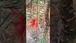 Callistemon linearis (Narrow-Leaved Bottlebrush seed pods #brushes #plants #seeds