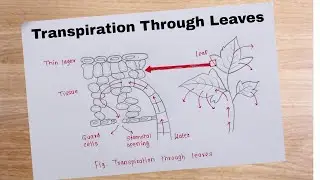 Transpiration Through Leaves Diagram Drawing/ How to draw Transpiration Through Leaves Diagram