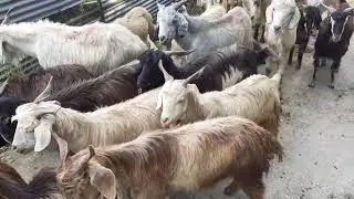 Herd of Himalayan ibex goats come to town