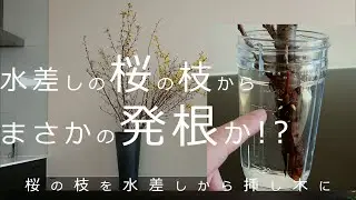【暮らしのvlog_観葉植物】水差しの桜の枝が発根したので挿し木に植え替えました_根が張るか経過観察中