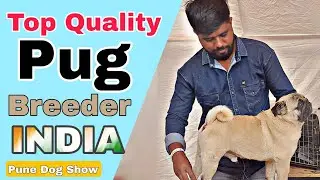 Pune Dog Show 2022-Top Quality Pug Breeder From india Maharashtra #petking dog show viral vodaphone