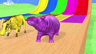 Elephant Buffalo Zebra  Hippopotamus Warthog Color Transfiguration funny animal Video #cartoon