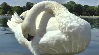 Mute Swan Cygnus olor preening