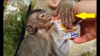 Give Extra milk to Lori| Lori hungry tooo much| Ashley jealous Lori want drink too.