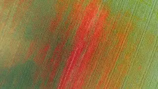 Karmacon pr&auml;sentiert: Fly me to the Mohn