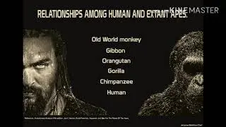 Relationships among Human and extant Apes.