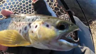 Trout Fishing, Bishop, Winter 2021. Personal Best Brown Trout!