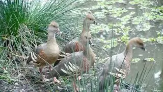 Plumed Whistling-Duck