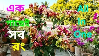 All in one Bougainvillea| Multi colour flowers in a single bougainvillea plant|@SubMomThita  