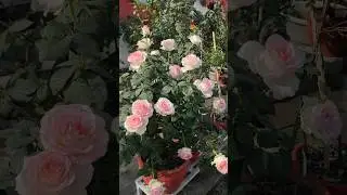 jumelia #dutchrose #full blooming in second flush