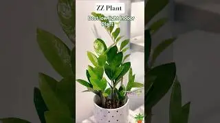 ZZ Plant &ndash; Best Low Light Indoor Plant 🪴 | Low Maintenance & Air Purifier 🌱 | Gardening vlog 🌿
