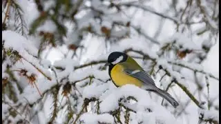 Counting the birds