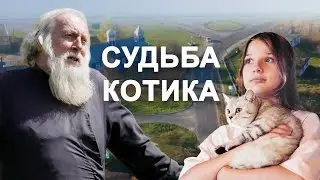 Фильм «Судьба котика». Продолжение притч в юмористической форме. Короткометражный фильм