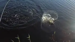 Big Bass Everglades Paddleboard Fishing 2022 #bassfishing #gamblerlures #thisisfishing
