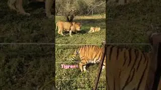 Самка льва пытается напасть на тигра, но ее останавливает самец