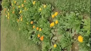 Hello doston aap log kaise ho ummid Karen aap log bahut acche #shortsvideo #vairal #shortvideo 