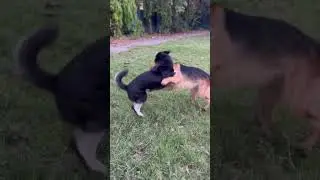 German shepherd and Gerberian shepsky Playing #germanshepherd #gerberianshepsky #dogvideo #dog 🥰😍