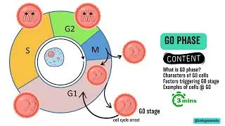 G0 Phase of Cell Cycle or Quiescent phase in 3 Minutes