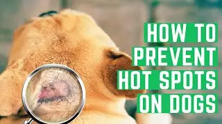 How to Treat and Prevent Hot Spots on Dogs ! Dog Care