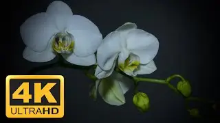 [4K] Flower, Time Lapse, Orchid, White, Plant, Blooming | FREE STOCK FOOTAGE VIDEO - NO COPYRIGHT
