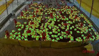 SAM3 medium to large chicken detection