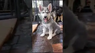 Beautiful Blue Colored Shepherd Puppy! - Meet Ookla #shorts