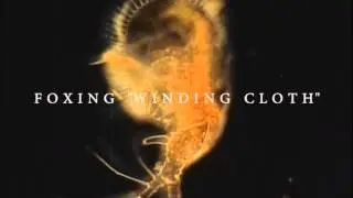 Foxing - 