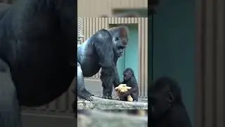 Baby gorilla loves his father #shorts #gorilla #animals #youtubeshorts #ytviral #coolvideo #funny