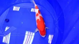 Modern Koi Blog #2193 - Shinkokai 2018: Die Miyagi Sonderpreise