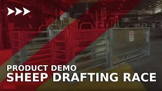 Sheep Drafting Race Demo - Easiest Way To Draft Sheep