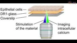 Study shows cells respond quickly to small light induced micro environment movements