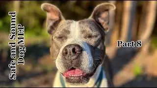 ||Safe and Sound|| Animal MEP! (Read Description)
