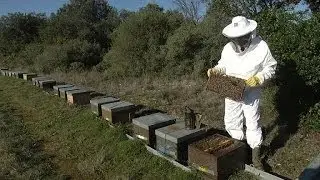 Abeilles: le printemps pr&eacute;coce ne suffit pas &agrave; rassurer les apiculteurs - 10/03