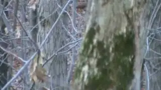Whitetail Deer Hunting  Wildlife Game Masters Episode 19