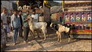 Rajasthan goat market Kota bakra mandi live updet cover with 18th October 2025