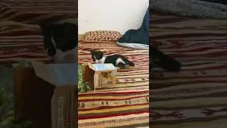 Kitten 8 weeks old (6.6.25)
