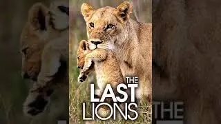 The Last Lions/10-The Lone Lioness