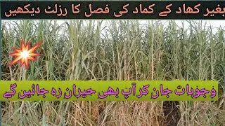 SugarCane Farming||Organic Matter Result||Agriculture Guru