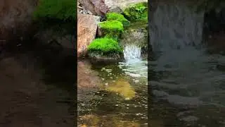 Mossy vibes incoming&hellip;⛰️🌳🐠🌞 #pondlife #koi #pond #moss #waterfall #backyardoasis