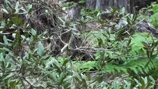 Song Sparrow - Chimp calls