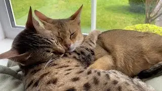 Living with a Savannah cat. How do the cats cope with the heat?