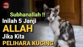5 Janji Allah Bagi Yang Suka Memelihara Kucing, No.5 Paling Diharapkan