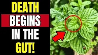 11 POWERFUL HERBS to Naturally DEFLAME Your GUT