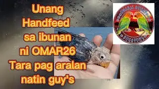 Unang Handfeed sa ibunan ni OMAR26,, Tara pag aralan natin guys..(Vlog#31)