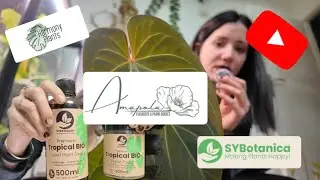 HAUL AMAPOLA PLANTES, HARMONY PLANTS, SYBOTANICA 🪴