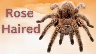The Rose Hair Tarantula: The Perfect Beginner Pet?