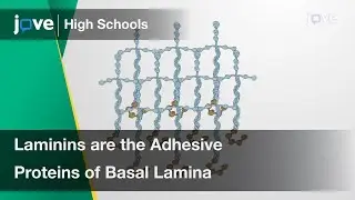 Laminins are the Adhesive Proteins of Basal Lamina | Cell Bio | Video Textbooks - Preview
