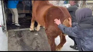 Перевезення коней і нетільки 🔥⛓️🥁Красота  в парі дає жару🎥🐎🐎🐎🔐☎️