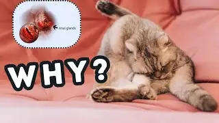 Anal sac disease in cats || اردو / हिंदी